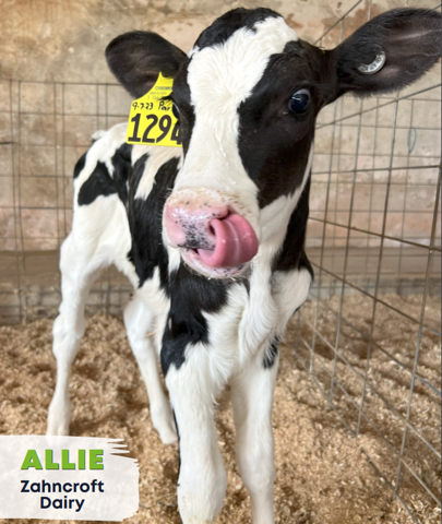 Image of Vote for our cow Allie ! 